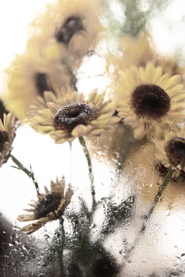 sunflower fine art Buzzy Photography photography Sunflower Reverie: Golden Blooms Through Rain-Kissed Glass sunflower wall art, golden floral print, sunflower photography, rainy window art, nature-inspired home decor, fine art print for kitchen