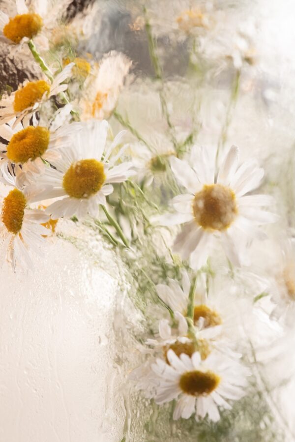 Buzzy Photography Daisies Fine Art daisy wall art, soft focus flower photography, dreamy floral print, wildflower photo art, pastel flower decor
