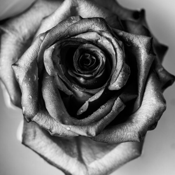 Buzzy Photography Rose Fine Art black and white rose art, monochrome floral photography, romantic wall print, minimalist flower photo, fine art rose photo
