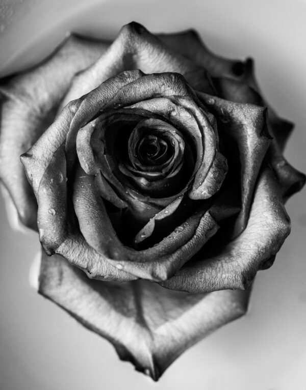 Buzzy Photography Rose Fine Art black and white rose art, monochrome floral photography, romantic wall print, minimalist flower photo, fine art rose photo