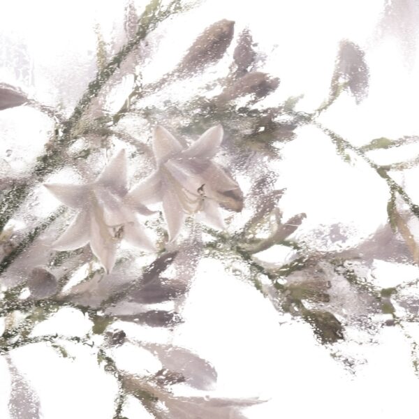 Bell Flowers Fine Art Buzzy Photography white flower wall art, botanical photography print, floral home decor, calming art for bedroom, spring flowers photo, minimal nature wall art