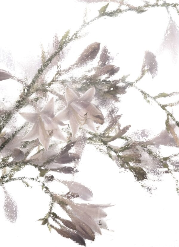 Bell Flowers Fine Art Buzzy Photography white flower wall art, botanical photography print, floral home decor, calming art for bedroom, spring flowers photo, minimal nature wall art