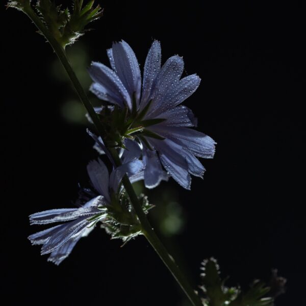 Buzzy Photography Chicory Fine Art chicory flower wall art, botanical macro photography, moody floral print, dark floral home decor