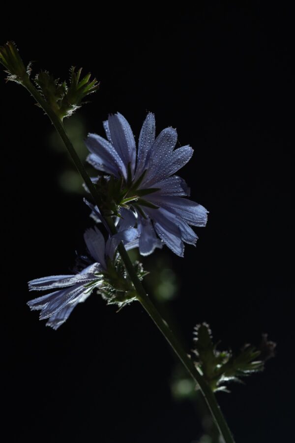 Buzzy Photography Chicory Fine Art chicory flower wall art, botanical macro photography, moody floral print, dark floral home decor