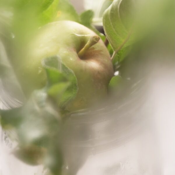 Apple Branch Fine Art Buzzy Photography apple photography print, still life wall art, rustic kitchen decor, green botanical art, fruit and foliage photo, farmhouse style wall decor