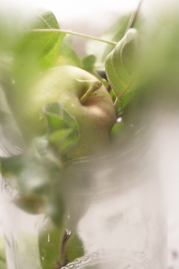 Apple Branch Fine Art Buzzy Photography apple photography print, still life wall art, rustic kitchen decor, green botanical art, fruit and foliage photo, farmhouse style wall decor