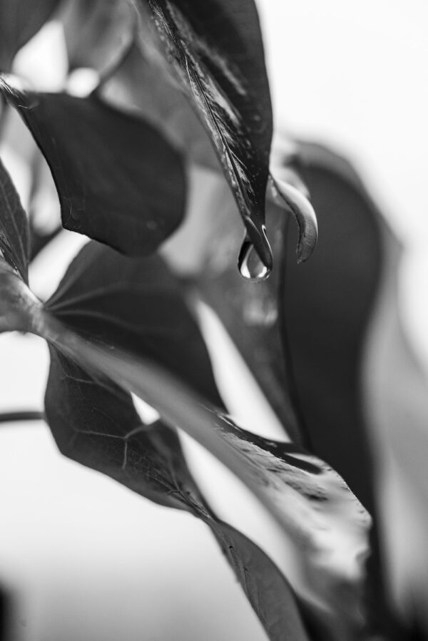 Leaves Essence Fina Art Photography Black & White