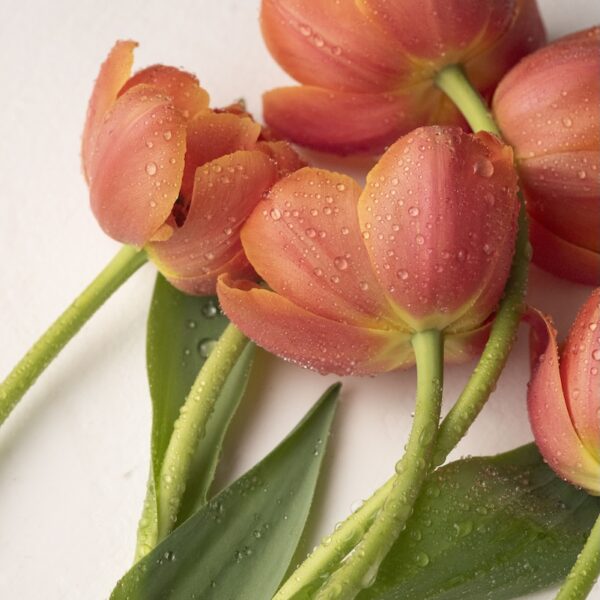 Buds Bloom Fine Art Photography