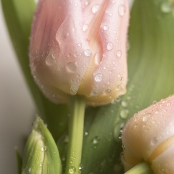 Tulip Whisper Pink Petals Photography