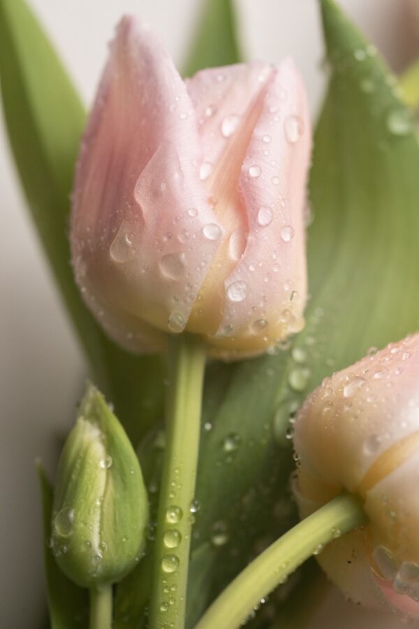 Tulip Whisper Pink Petals Photography